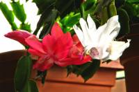 cactusflower030-140428.jpg