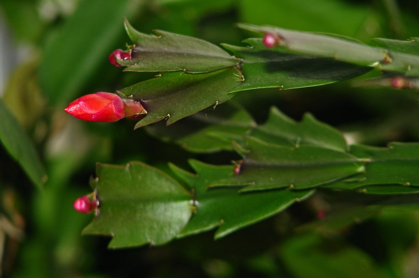 cactusflower001-140118.jpg