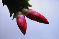 cactusflower150212-02.jpg