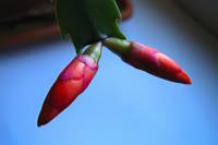 cactusflower150215-02.jpg