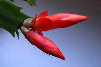 cactusflower150216-01.jpg