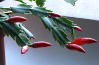 cactusflower150216-03.jpg