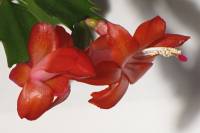 cactusflower150217-03.jpg