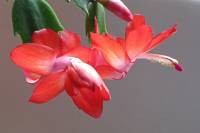 cactusflower150218-01.jpg