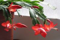 cactusflower150218-02.jpg