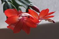 cactusflower150218-03.jpg