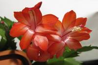 cactusflower150218-04.jpg