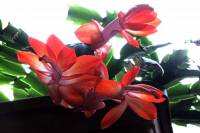 cactusflower150219-02.jpg