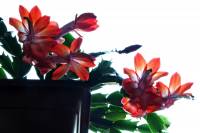 cactusflower150219-03.jpg