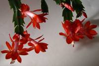 cactusflower150219-04.jpg