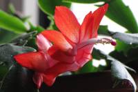 cactusflower150220-01.jpg