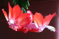 cactusflower150220-02.jpg