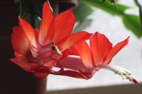 cactusflower150220-03.jpg