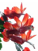 cactusflower150220-04.jpg