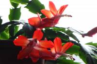 cactusflower150221-02.jpg