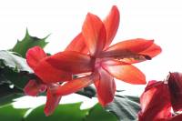 cactusflower150223-01.jpg