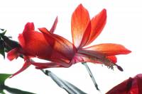 cactusflower150223-02.jpg