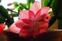 cactusflower150318-01.jpg