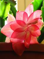 cactusflower150318-02.jpg