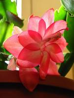 cactusflower150318-03.jpg