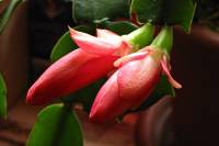 cactusflower150326-01.jpg