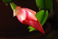 cactusflower150326-02.jpg