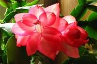 cactusflower150327-01.jpg