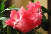 cactusflower150328-01.jpg