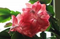 cactusflower150328-02.jpg
