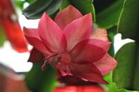 cactusflower150328-03.jpg