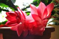 cactusflower150413-01.jpg