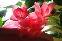cactusflower150413-02.jpg