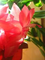 cactusflower150413-04.jpg