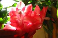 cactusflower150413-05.jpg