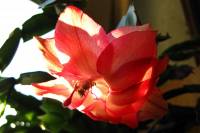 cactusflower150428-02.jpg