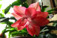 cactusflower150429-01.jpg