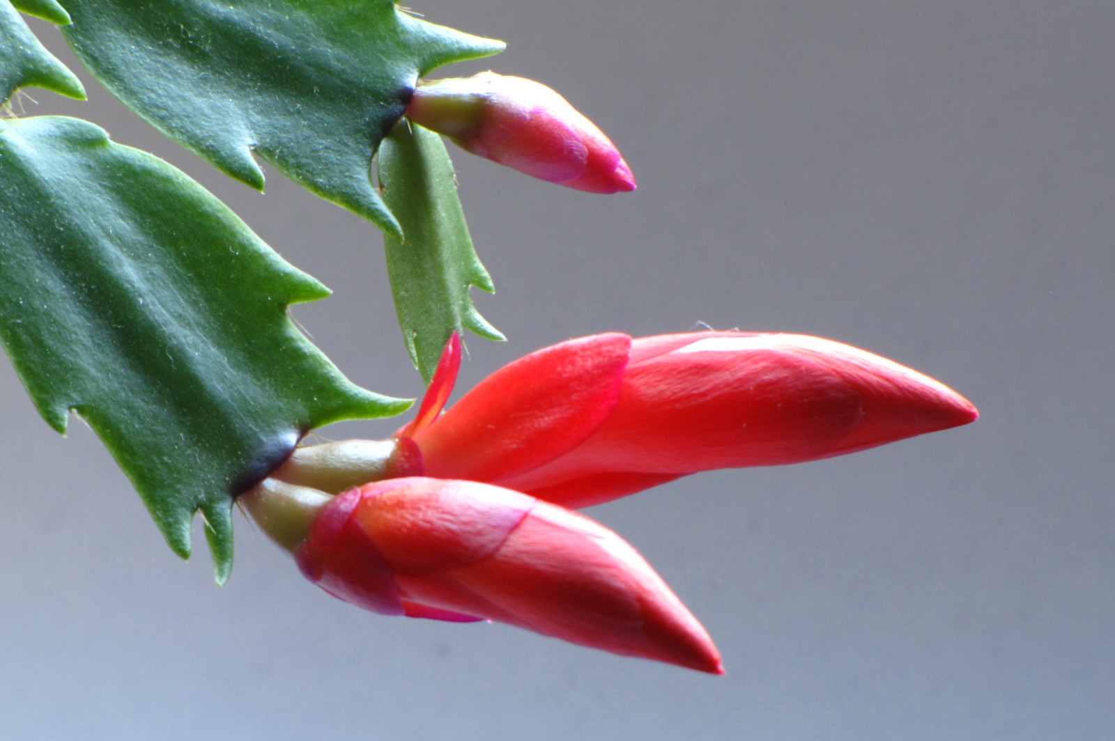 cactusflower150216-02.jpg