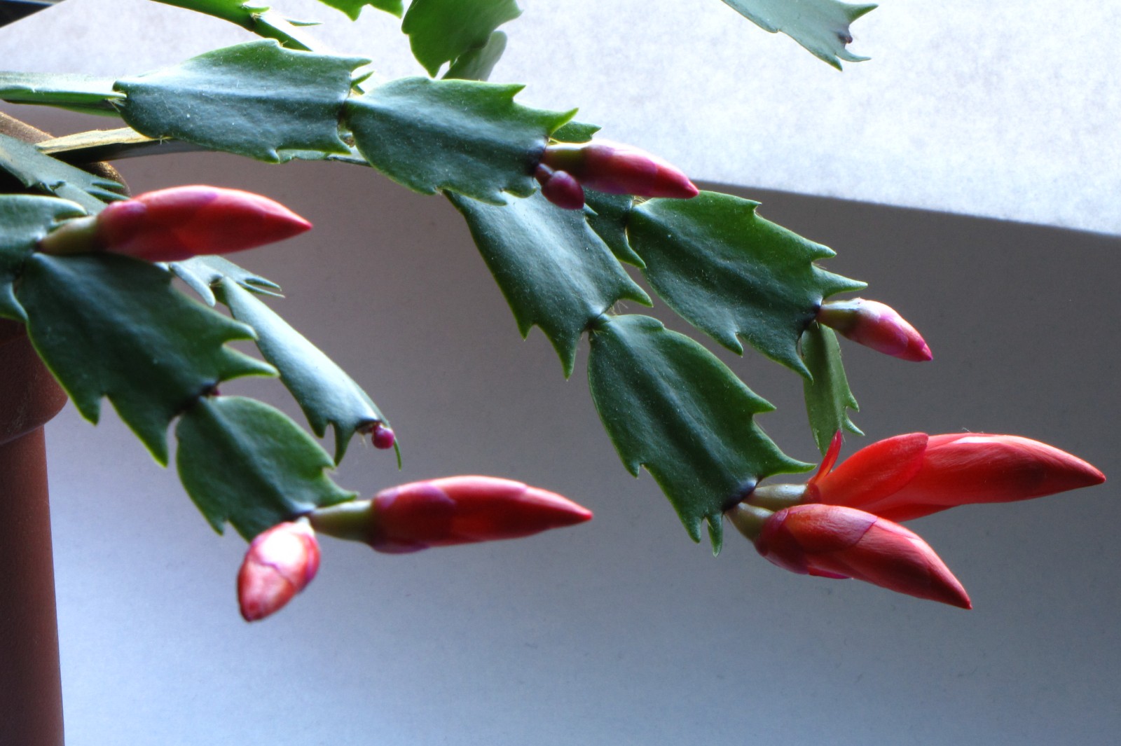 cactusflower150216-03.jpg