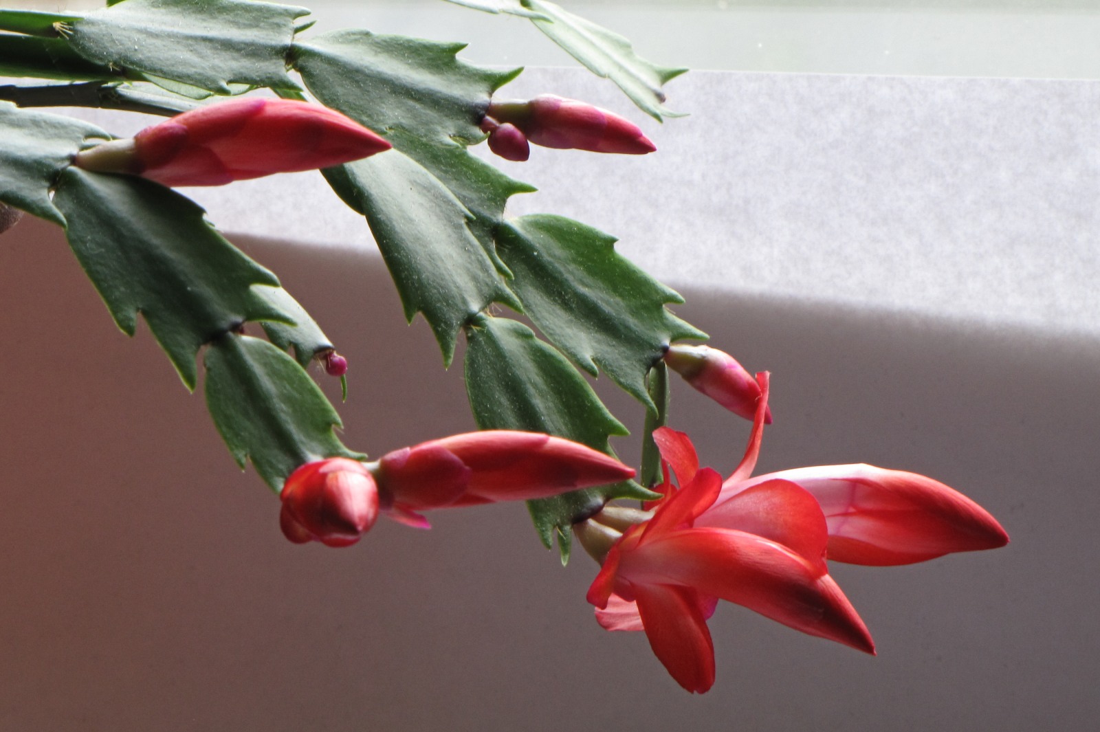 cactusflower150217-02.jpg