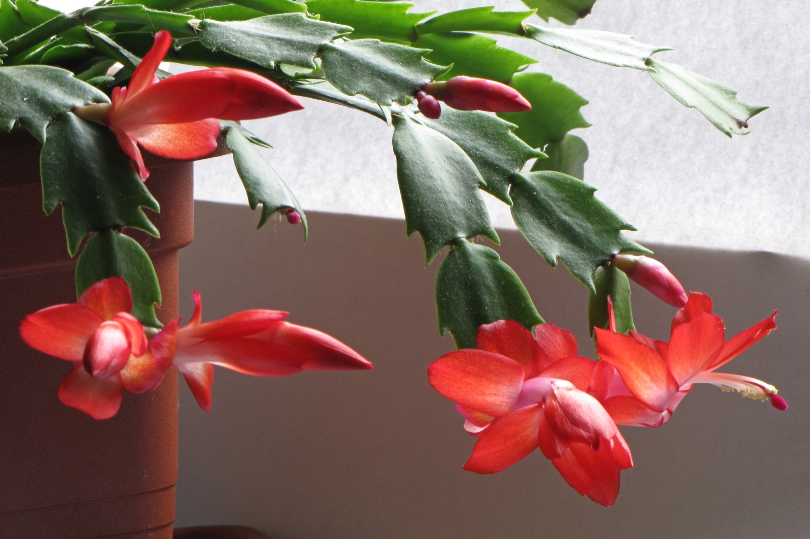 cactusflower150218-02.jpg