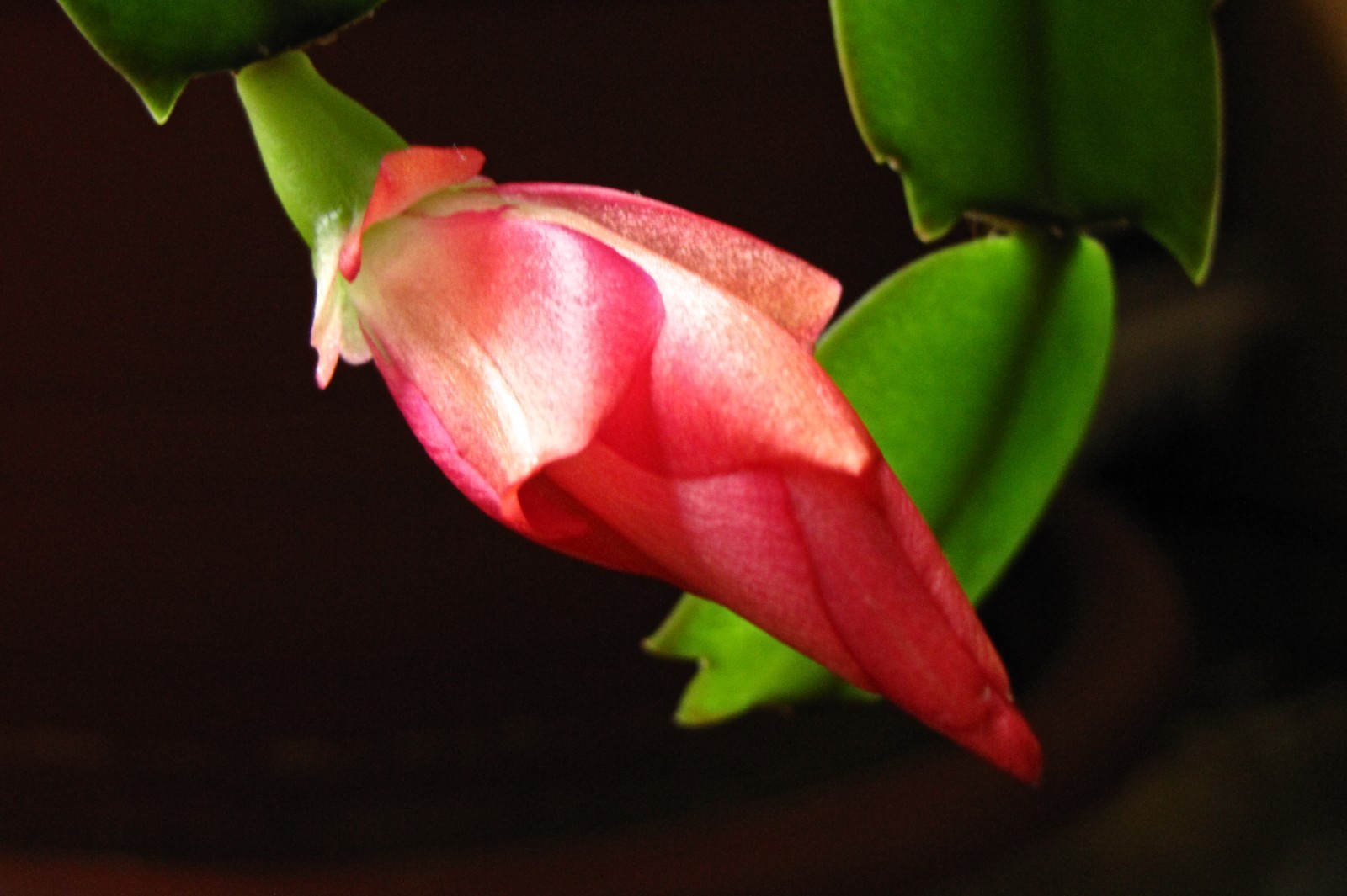 cactusflower150326-02.jpg