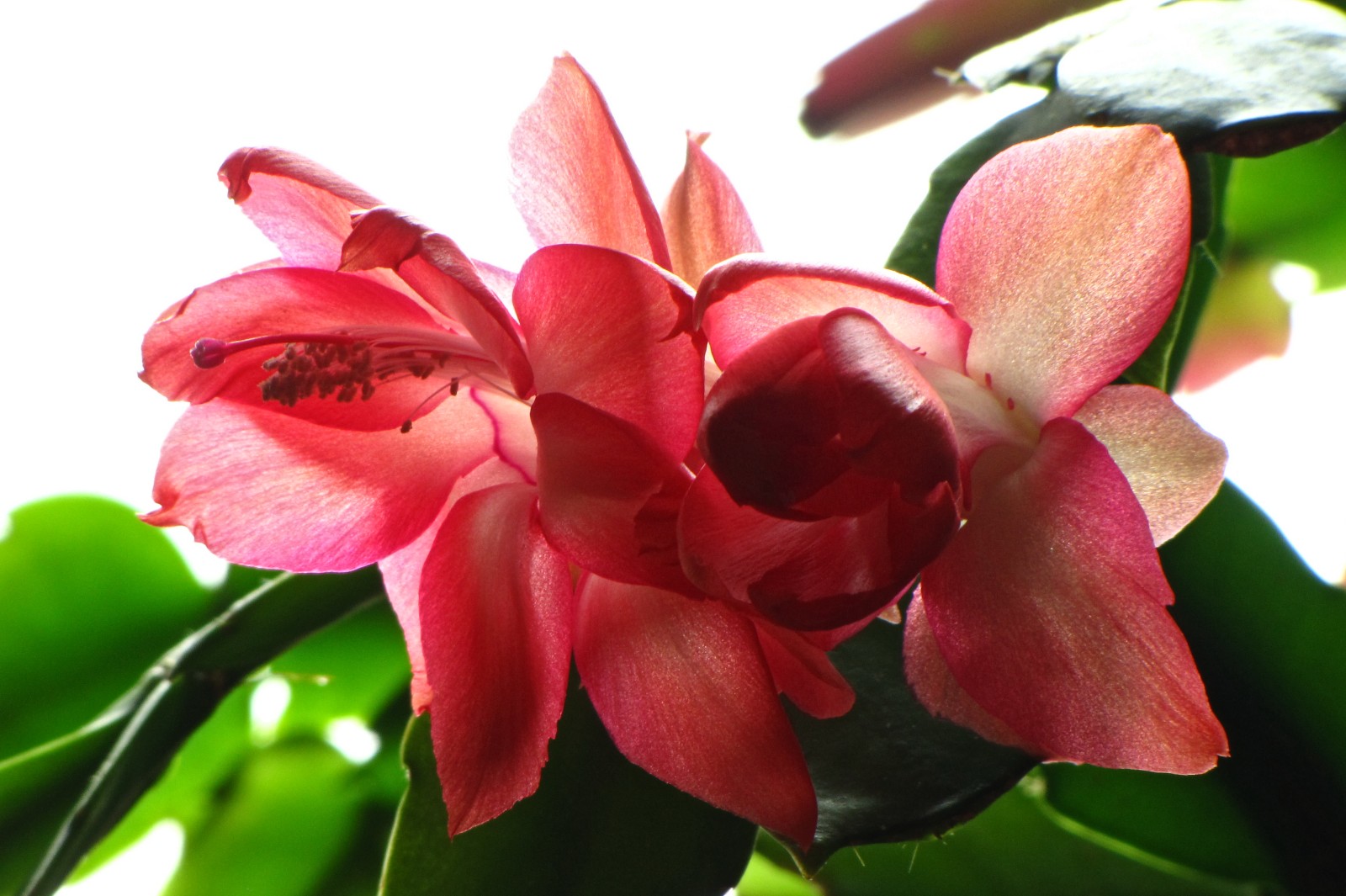 cactusflower150327-02.jpg
