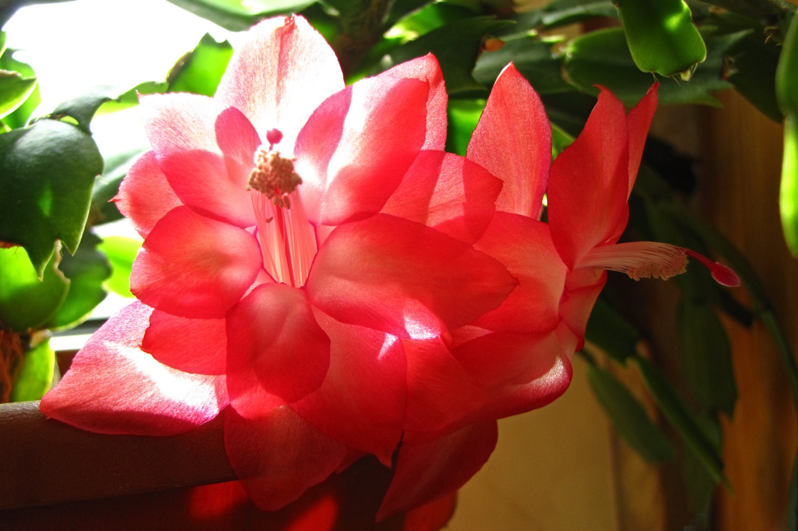 cactusflower150413-05.jpg