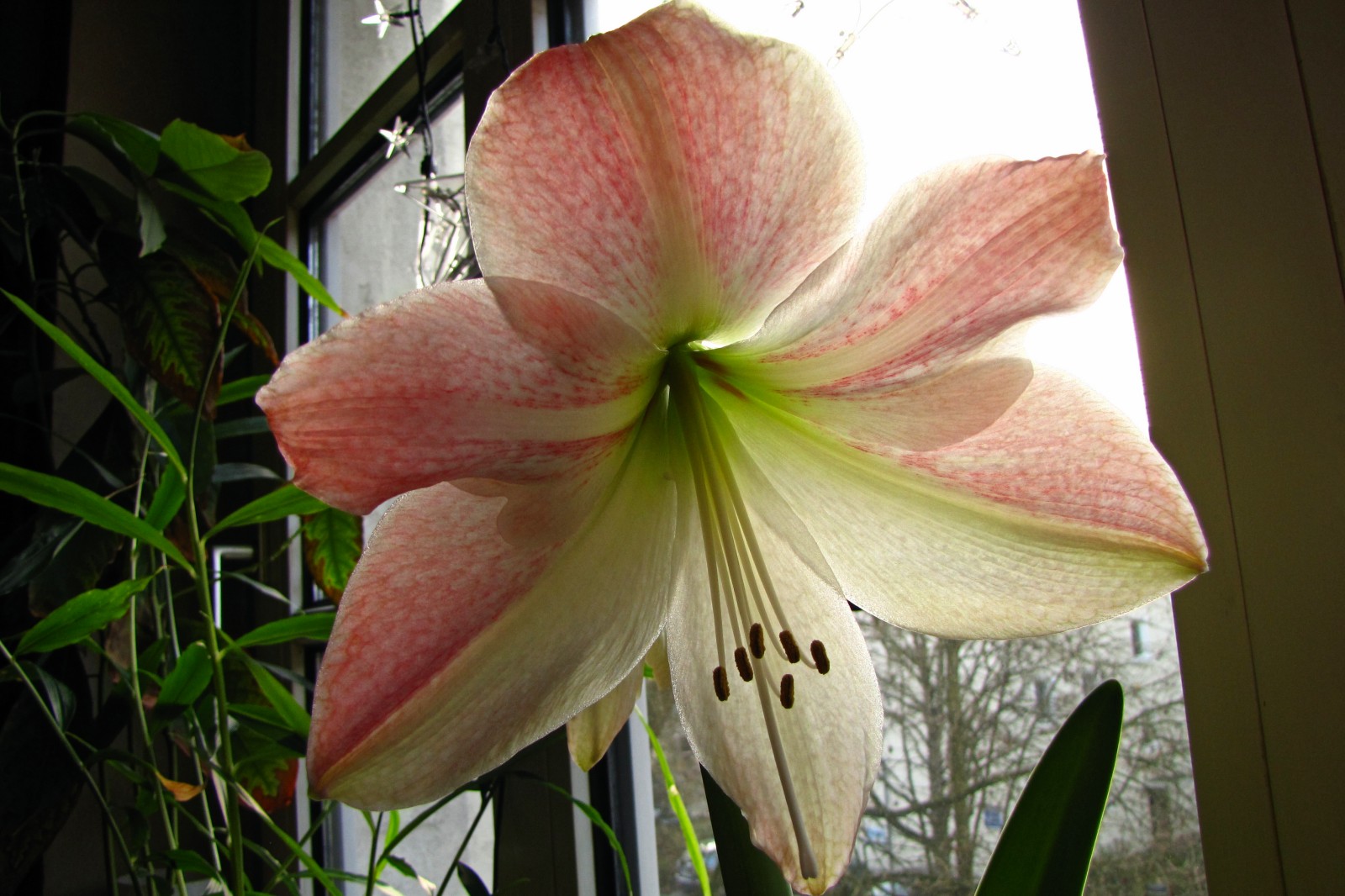 141202amaryllis1.jpg