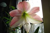 141201amaryllis3.jpg