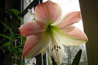 141202amaryllis1.jpg