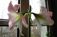 141203amaryllis0.jpg