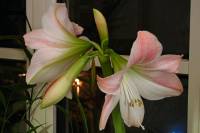 141203amaryllis1.jpg