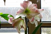 141206amaryllis1.jpg