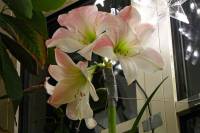 141206amaryllis2.jpg
